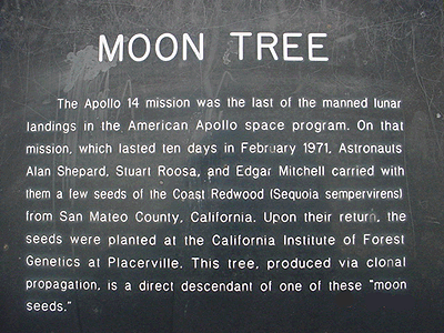 [Blue Lake Moon Tree Plaque]