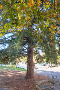 [Eugene, Oregon tree]