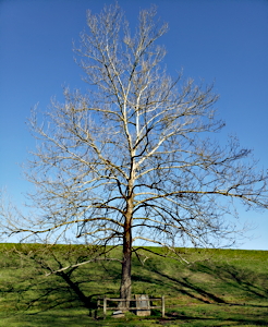 [Lincoln State Park Moon Tree]