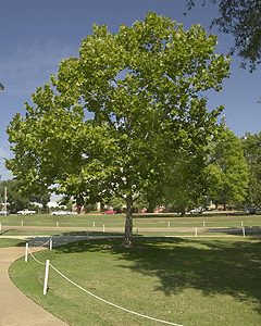 [Mississippi State Moon Tree]