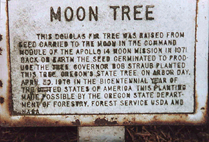 [Salem, Oregon Moon Tree Original Sign]