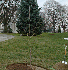 [Arlington Moon Tree]