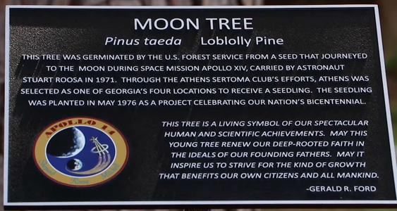 [Athens Moon Tree Plaque]