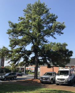 [Athens, Ga. loblolly pine]