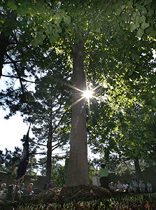 [Albert Patrick Moon Tree]