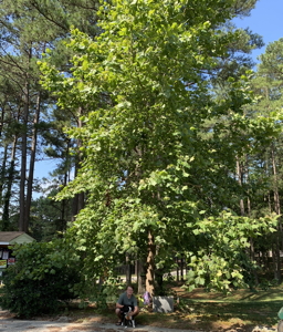 [Bracey Virginia Moon Tree]