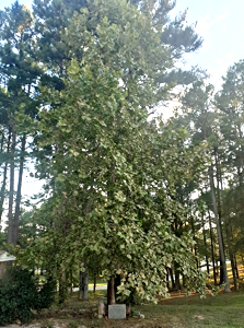 [Bracey Virginia Tree]