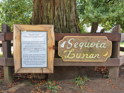 [the Brazil Moon Tree Plaque]