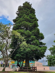 [the Brazil Moon Tree]