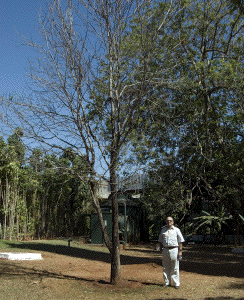 [the Brazil Moon Tree]