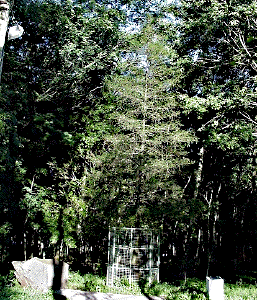 [the Brazil Moon Tree]