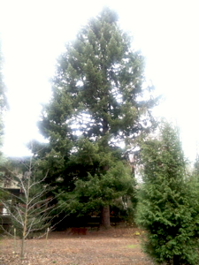 [Oregon State Univ. Moon Tree]