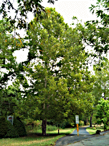 [Walther Park Moon Tree]