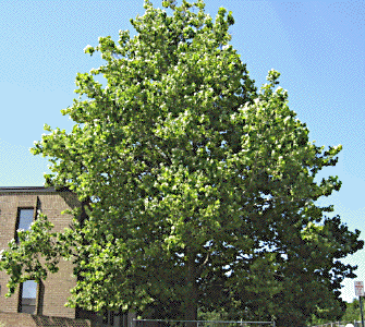 [Dillsburg Moon Tree]