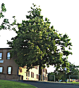 [Dillsburg Moon Tree]