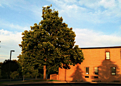 [Dillsburg Moon Tree]