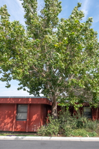 [Lone Peak Moon Tree]