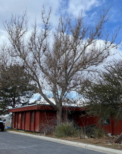 [Lone Peak Moon Tree]