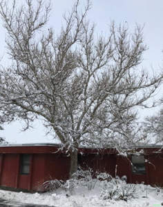 [Lone Peak Moon Tree]