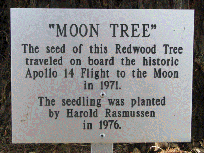 [El Dorado Moon Tree Plaque]