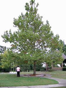 [Forest of Friendship Moon Tree - 2002]