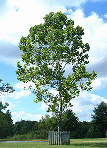 [Goddard Moon Tree]