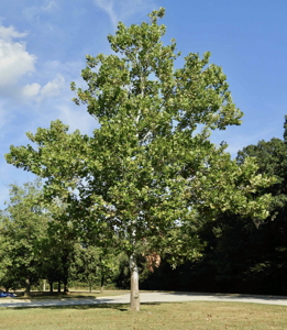 [Goddard Moon Tree]