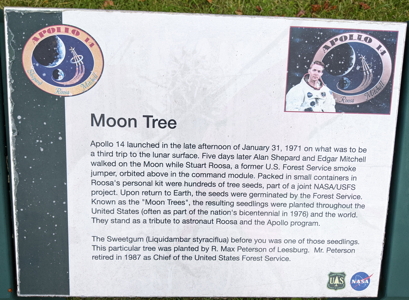 [Hamilton Moon Tree]