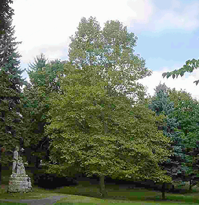 [Highland Hall Moon Tree]