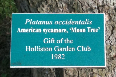 [Holliston Moon Tree]