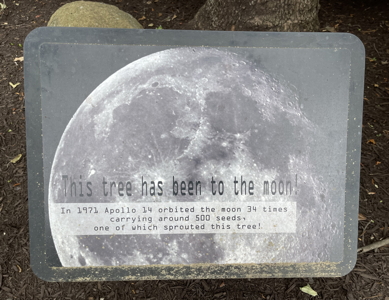 [Kings Dominion Moon Tree Sign]