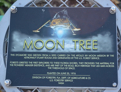 kennedy tree plaque