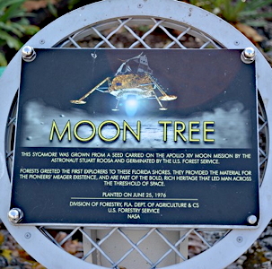 kennedy tree plaque