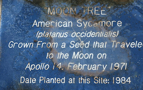 [Plaque at the Keystone Heights Tree]