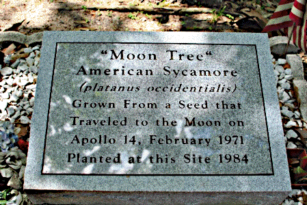 [Plaque at the Keystone Heights Tree]