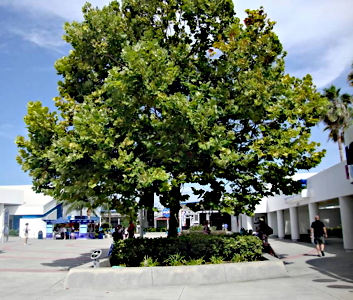 Kennedy Tree 2012
