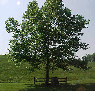 [Lincoln State Park Moon Tree]