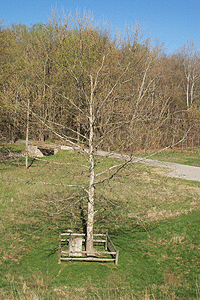 [Lincoln State park Moon Tree]