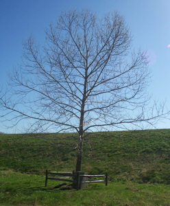 [Lincoln State Park Moon Tree]