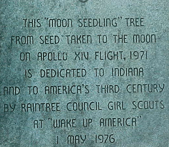 [Lincoln State park Moon Tree]