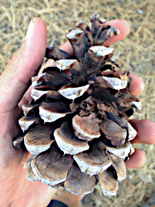 [Lowell Moon Tree pine cone]