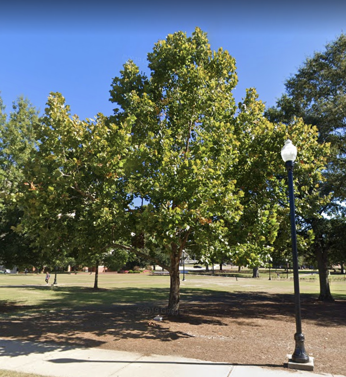 Mississippi State University Moon Tree