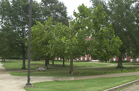 [Mississippi State Moon Tree after it was topped]