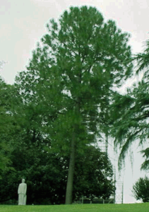 [Alabama State Capitol Moon Tree]