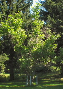 [Coudersport Moon Tree 2011]