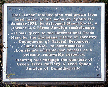 [New Orleans Moon Tree Plaque]