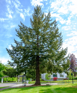 [Olympia Moon Tree]