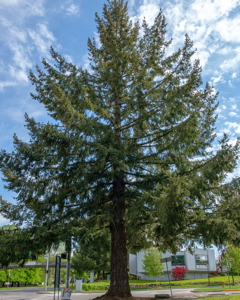 [Olympia, Washington Douglas Fir]