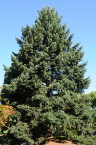 [Oregon State Univ. Moon Tree]