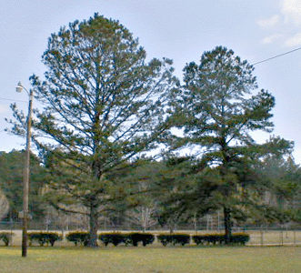 [Palustris Moon Tree and 